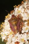 Carpocoris purpureipennis