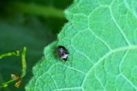 Stagonomus venustissimus