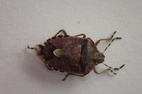 Dolycoris baccarum