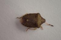 Peribalus strictus vernalis