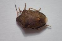 Peribalus strictus vernalis