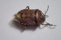 Dolycoris baccarum