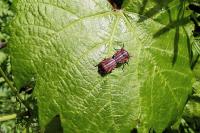 Graphosoma italicum italicum