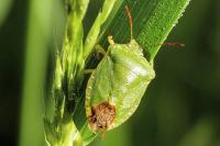 Palomena prasina