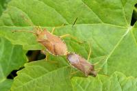Gonocerus acuteangulatus
