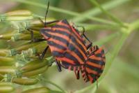 Graphosoma italicum italicum