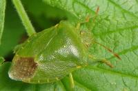 Palomena prasina