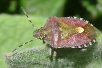 Dolycoris baccarum