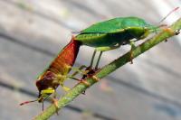 Palomena prasina