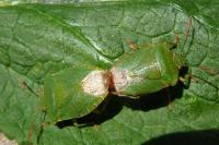 Palomena prasina