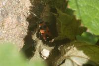 Horvathiolus superbus