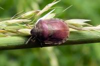 Eurygaster testudinaria