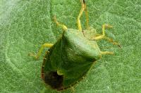 Palomena prasina