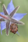 Graphosoma italicum italicum