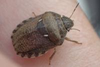 Eurygaster maura