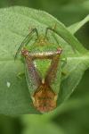 Acanthosoma haemorrhoidale