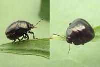 Coptosoma scutellatum