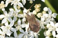 Coreus marginatus