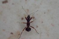 Himacerus mirmicoides
