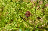 Graphosoma italicum italicum