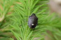 Holcostethus sphacelatus