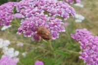 Carpocoris purpureipennis
