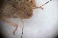 Eurygaster austriaca