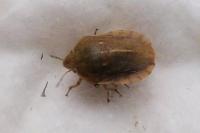 Eurygaster austriaca