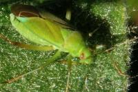 Calocoris
