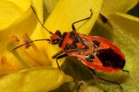 Corizus hyoscyami hyoscyami