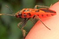 Corizus hyoscyami hyoscyami