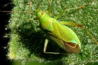 Calocoris