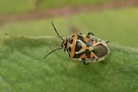 Eurydema ornata