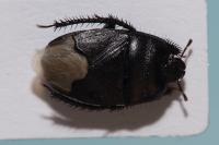 Cydnus aterrimus