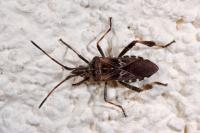 Leptoglossus occidentalis