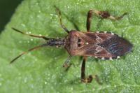 Leptoglossus occidentalis