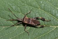 Leptoglossus occidentalis