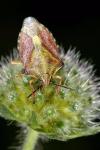 Carpocoris purpureipennis