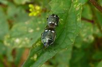 Eurydema oleracea