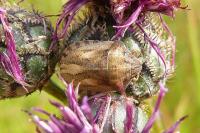 Eurygaster testudinaria