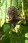 Picromerus bidens