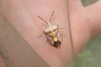 Carpocoris purpureipennis