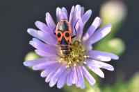 Pyrrhocoris apterus