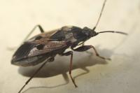 Rhyparochromus vulgaris
