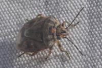 Holcogaster fibulata