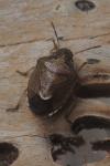 Rubiconia intermedia