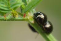 Coptosoma scutellatum
