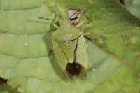 Palomena prasina
