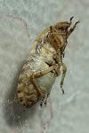 Sciocoris macrocephalus