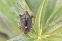 Pentatoma rufipes